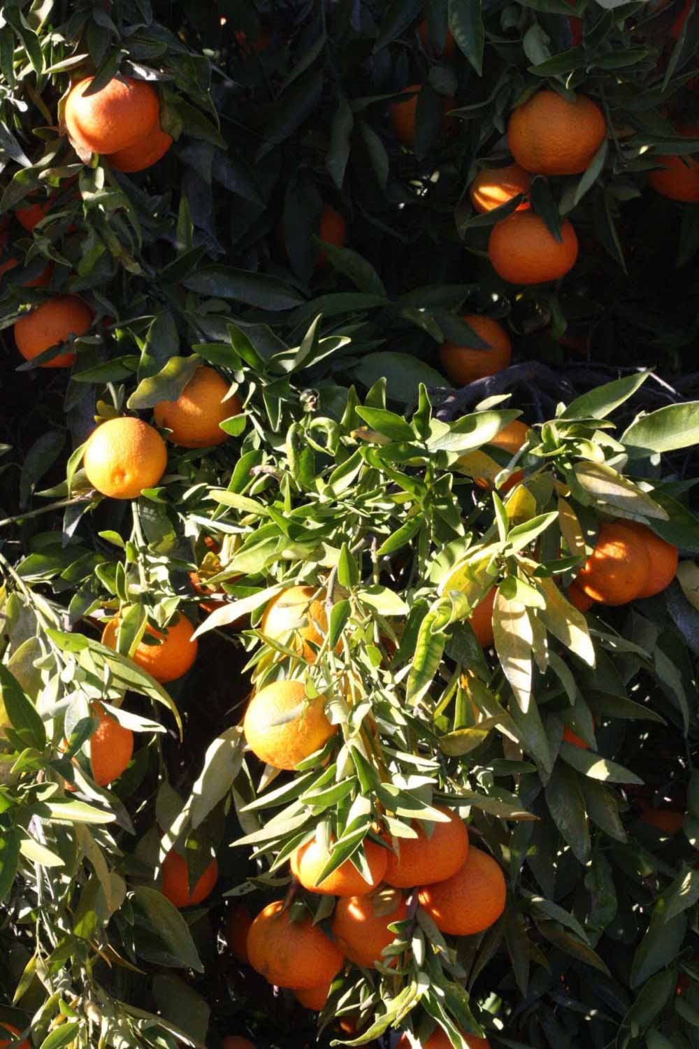            Sun leaves (Clementina Fina, Riverside, CA)   